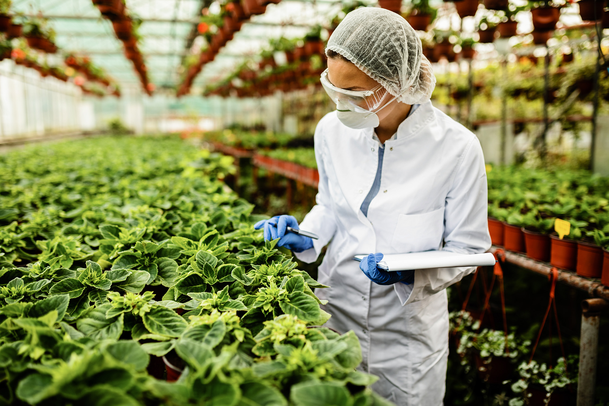 Woman in a lab coat wearing PPE examining the growth of plants in a greenhouse.